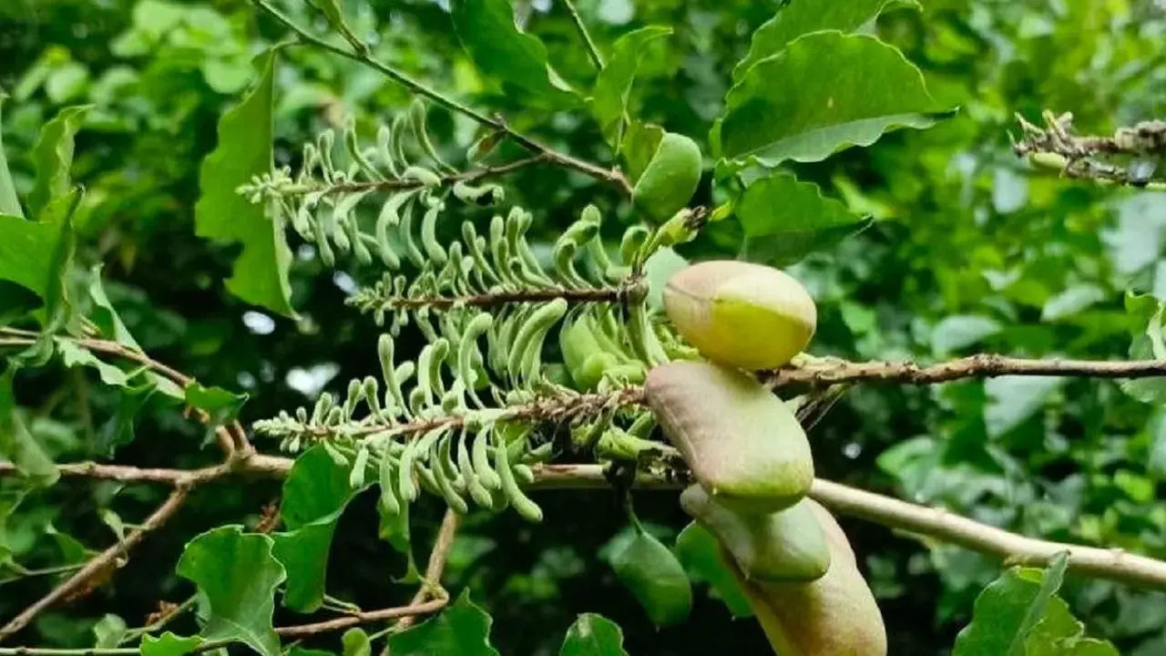 Gousses de griffonia, source de 5-HTP, reconnue pour ses bienfaits sur l'humeur et le sommeil.