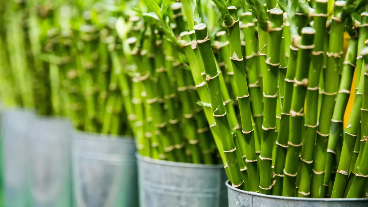 Filas de cañas verdes de plantas de la suerte en cubos metálicos, con enfoque en las cañas y sus nudos.