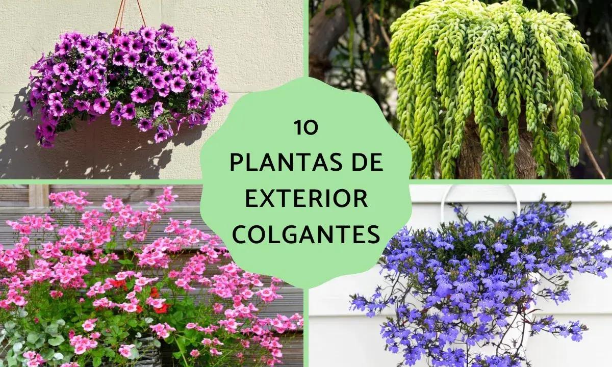 Cuatro tipos de plantas colgantes exterior: petunias moradas, cola de burro verde, reina rosada y lobelia azul.