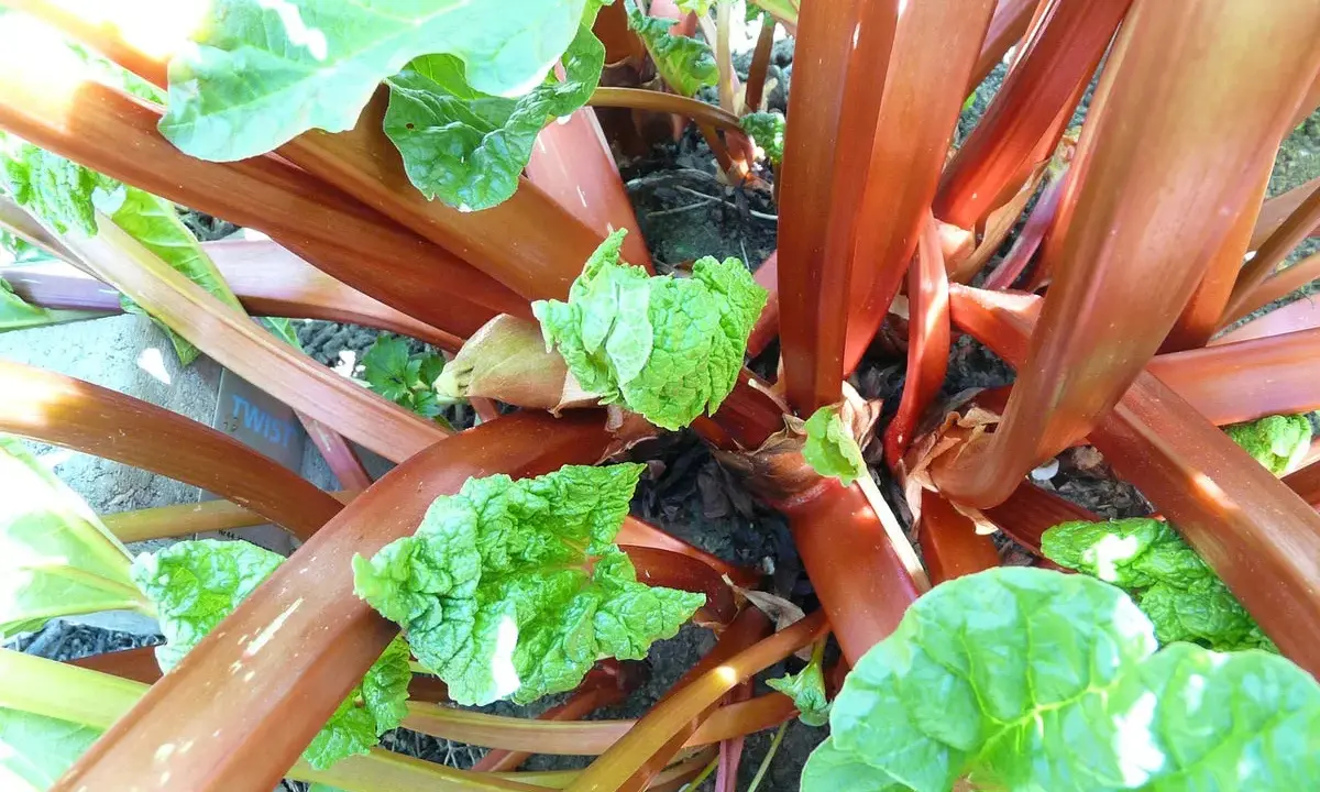 Gros plans sur les tiges rouges et les jeunes feuilles vertes d'un plant de semis rhubarbe, promettant une récolte savoureuse.