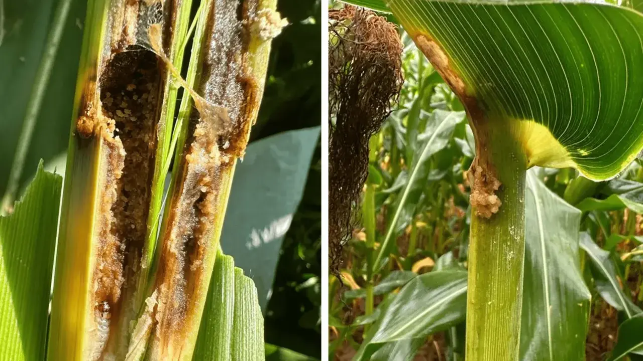 Close-up of a corn stalk hollowed out by a corn borer larva. Another image shows damage to the stalk and leaves, with evidence of the pest.