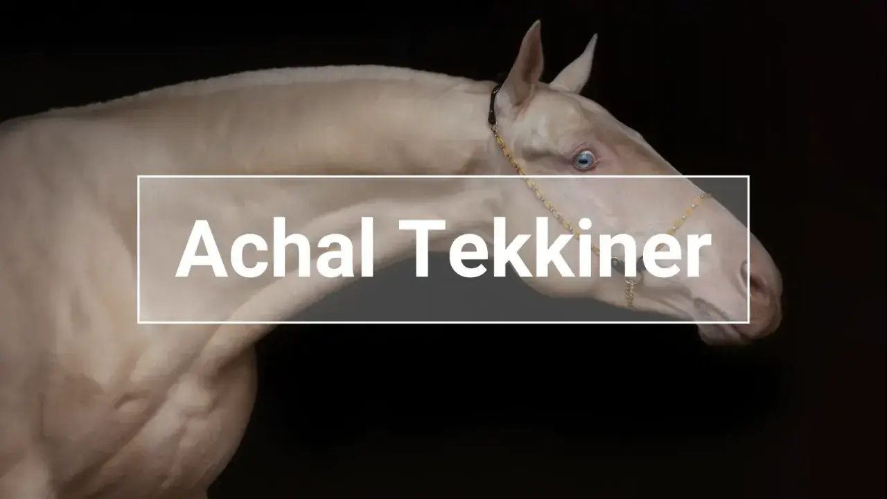 Ein cremefarbener Achal-Tekkiner mit blauen Augen, der einen eleganten Halfter trägt. Sein glänzendes Fell und seine edle Haltung lassen auf einen hohen Achal-Tekkiner Preis schließen.