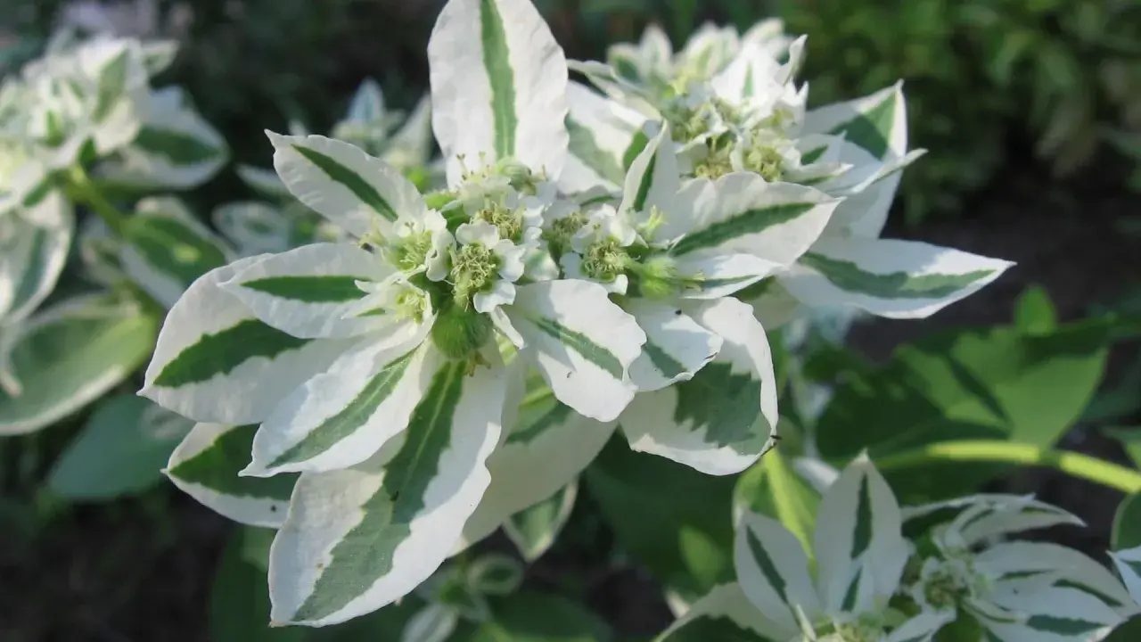 Kwiaty Euphorbia 'Diamond Frost' zachwycają bielą i zielenią.