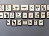 Kolekcja obrazów ptaków w formacie 30x40, każdy z nich to małe dzieło sztuki.