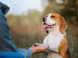 Szczęśliwy beagle podaje łapę, ucząc się komendy "daj głos". Trening z psem na świeżym powietrzu.