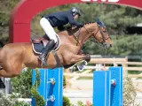 Lando, l'étalon brun, saute avec grâce un obstacle bleu, son cavalier concentré.