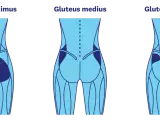 Illustration av gluteus maximus, medius och minimus muskler. Träna för en fastare rumpa på 3 veckor med rätt övningar.