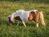 Poney Shetland pie, en pleine fourbure dans une prairie verdoyante. Sa crinière blanche flotte au vent tandis qu'il broute paisiblement.