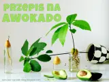 Zobacz, jak rośnie awokado w domu! Od pestki w wodzie do małej roślinki. Przepis na domowy ogródek.