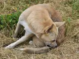 Perro de pelaje claro se rasca la cola, quizás por culpa de las pulgas en perros.