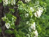 Gałęzie robinia biała obsypane białymi kwiatami i zielonymi liśćmi.