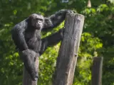 Szympansy z lasu Bili odpoczywają na pniach, jeden z nich opiera się o drewno, patrząc wprost na widza.