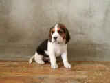 Jak wytresować beagle, aby uniknąć problemów w przyszłości