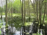 Rezerwaty przyrody Podlasie - Odkryj unikalne miejsca i ich tajemnice