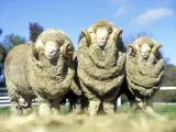 Drei Merinoschafe mit imposanten Hörnern stehen nebeneinander. Ihre dicke Wolle wirft Fragen auf bezüglich Merino Wolle Tierleid.