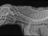 RTG kręgosłupa psa, widoczny implant. Rozważasz operację kręgosłupa u psa? Koszt może być wysoki, ale warto sprawdzić.