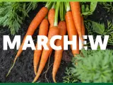 Świeże marchewki prosto z ziemi. Dowiedz się, jakie witaminy ma marchewka i dlaczego warto ją jeść.