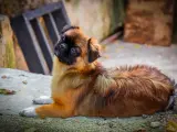 Uroczy spaniel tybetański leży na ziemi, ciekawie spoglądając w górę. Zastanawiasz się nad spaniel tybetański cena?
