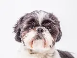 Uroczy shih tzu z czarno-białym futrem, z charakterystycznym białym pasem na czole. Jego oczy błyszczą, a pyszczek jest puszysty.
