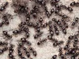 Rój czarnych mrówek na ziemi. To widok, czego nie lubią mrówki – chaosu i braku porządku w ich świecie.