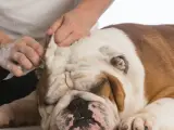 Delikatne czyszczenie uszu buldoga domowym sposobem. Ręce delikatnie wycierają ucho psa.