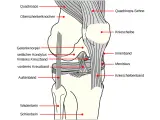 Anatomische Darstellung des Knies mit Beschriftungen. Hilfreich bei der Erklärung von knieschmerzen nach wandern.