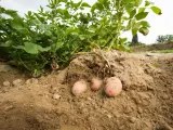 La terra rivela i suoi tesori: una pianta di patate con tuberi rosa pronti per essere raccolti.