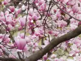 Kwiaty magnolii przed domem, delikatne płatki w odcieniach różu i bieli tworzą wiosenną dekorację.