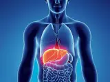 Anatomia człowieka z podświetloną wątrobą. Czy to objaw wirusowego zapalenia wątroby typu C (HCV)?