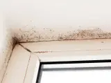 Mörk mögelväxt syns i hörnet av ett fönster, ett tydligt tecken på fuktskada i huset.
