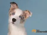 Uroczy szczeniak border collie blue merle z niebieskimi oczami, przechylający głowę.