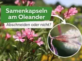 Oleander-Samenkapseln mit flauschigen Samen. Sollte man sie abschneiden?