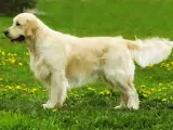 Golden retriever, jedna z popularnych ras psów, prezentuje się na tle zielonej łąki z żółtymi kwiatami.