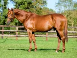 Un magnifique cheval bai, tel un dollar du rouet, se tient fièrement dans un pré verdoyant, une clôture en bois en arrière-plan.