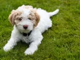 Uroczy szczeniak lagotto romagnolo leży na trawie. Zastanawiasz się nad lagotto romagnolo cena?