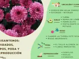 Crisantemos: cuidados, tipos, poda y reproducción. Guía visual con consejos para el cultivo de crisantemos, incluyendo ubicación, suelo, riego y poda.