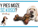 Labrador gryzie kość, a beagle patrzy na wiszącą kość. Czy pies może jeść kości?