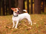 Jak wytresować jack russell terrier, aby uniknąć problemów behawioralnych