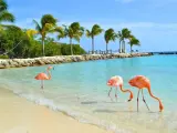 Aruba wakacje: flamingi brodzą w turkusowej wodzie przy plaży z palmami. Idealne miejsce na relaks.