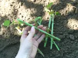 Hand håller en rosstickling redo att ta sticklingar. Jord i bakgrunden.