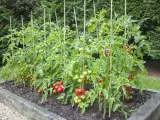Rzędy pomidorów w podwyższonej grządce, podparte bambusowymi tyczkami. Widać owoce w różnym stadium dojrzewania. Odpowiednia odległość sadzenia pomidorów zapewnia im miejsce do wzrostu.