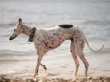 Pies wyścigowy w cętki, z kolorową obrożą, spaceruje po plaży.