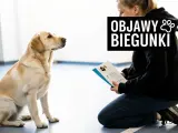 Labrador siedzi, patrząc na kobietę klęczącą z ulotką o objawach biegunki u psa.
