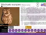 Un mochuelo europeo, un ave rapaz nocturna de aspecto rechoncho, con iris amarillo y antifaz blanco.