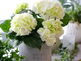 En bukett med vita hortensior i en grå kruka, med gröna blad och en slinga av murgröna. Liknar en primula obconica i sin fluffiga form.