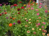 A vibrant patch of zinnias in various colors, from deep red to bright pink and orange. While beautiful, are zinnias edible? This garden offers a feast for the eyes, not the palate.