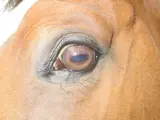 Gros plan sur l'œil d'un cheval brun, reflétant le ciel bleu. La vision du cheval est fascinante.