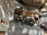 Dwa szczenięta chihuahua śpią wtulone w siebie na miękkim kocu. To dowód, że mamy najlepsza hodowla chihuahua w Polsce.
