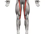 Anatomical illustration of the human leg, highlighting the sartorius muscle (mięsień szewski) in red.