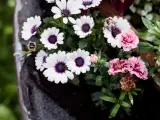 Flores para cementerio naturales: margaritas blancas con centro morado y claveles rosados, algunas marchitas, en un recipiente oscuro.